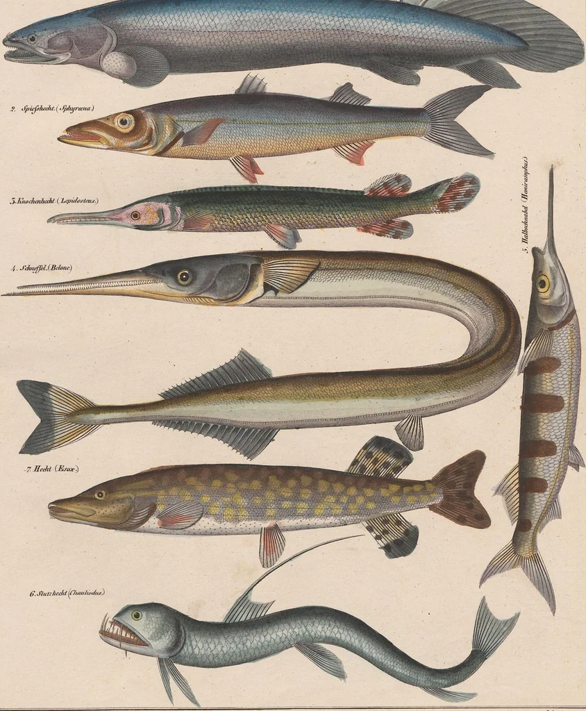 An illustration from Abbildungen zu Oken's Allgemeiner Naturgeschichte für alle Stände, 1843, leaf 267