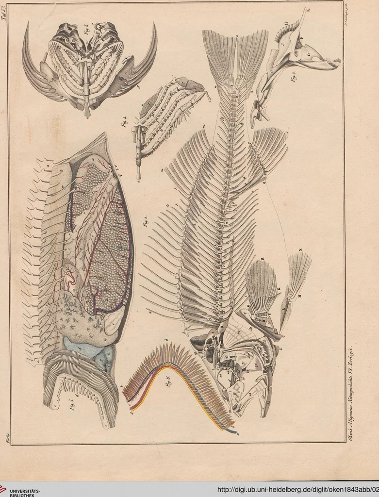 An illustration from Abbildungen zu Oken's Allgemeiner Naturgeschichte für alle Stände, 1843, leaf 268