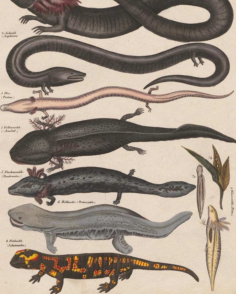 An illustration from Abbildungen zu Oken's Allgemeiner Naturgeschichte für alle Stände, 1843, leaf 269