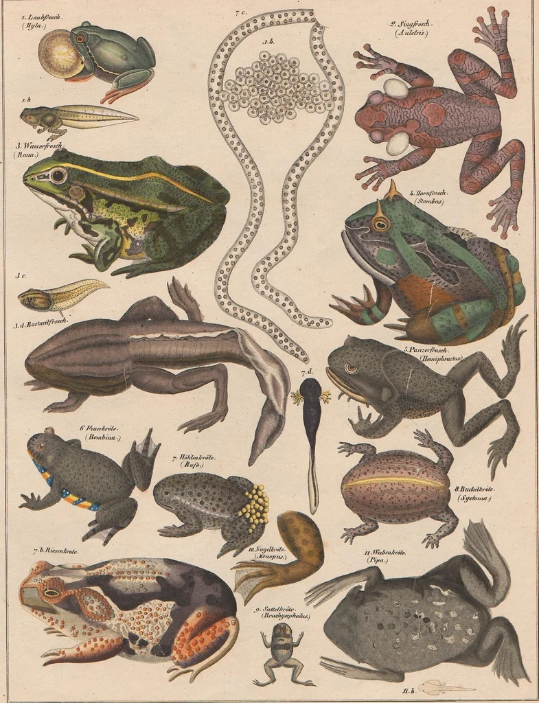 An illustration from Abbildungen zu Oken's Allgemeiner Naturgeschichte für alle Stände, 1843, leaf 270