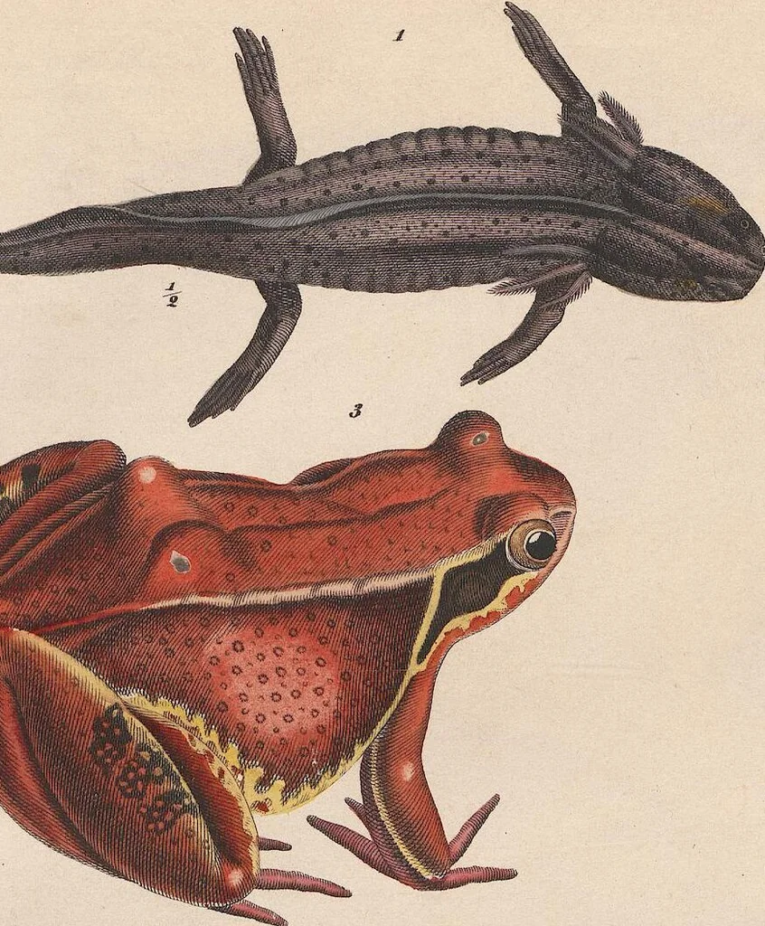 An illustration from Abbildungen zu Oken's Allgemeiner Naturgeschichte für alle Stände, 1843, leaf 271