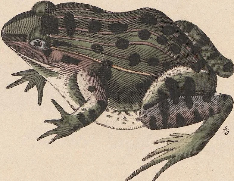 An illustration from Abbildungen zu Oken's Allgemeiner Naturgeschichte für alle Stände, 1843, leaf 271