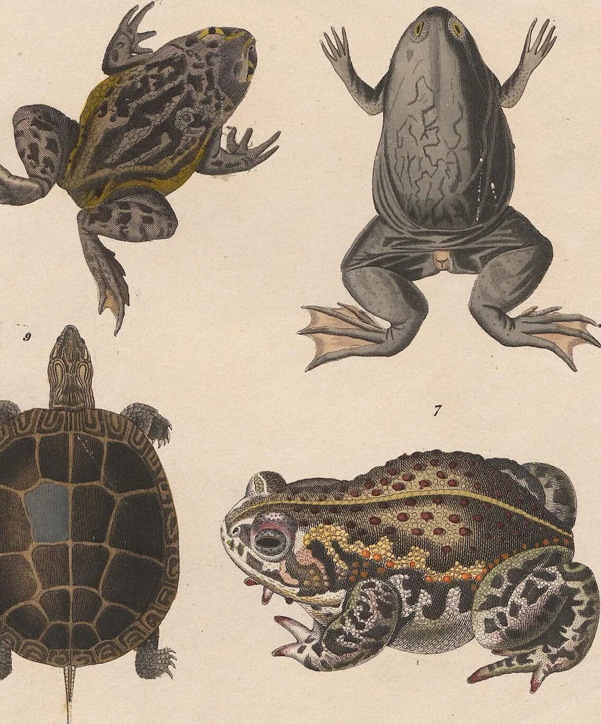 An illustration from Abbildungen zu Oken's Allgemeiner Naturgeschichte für alle Stände, 1843, leaf 271