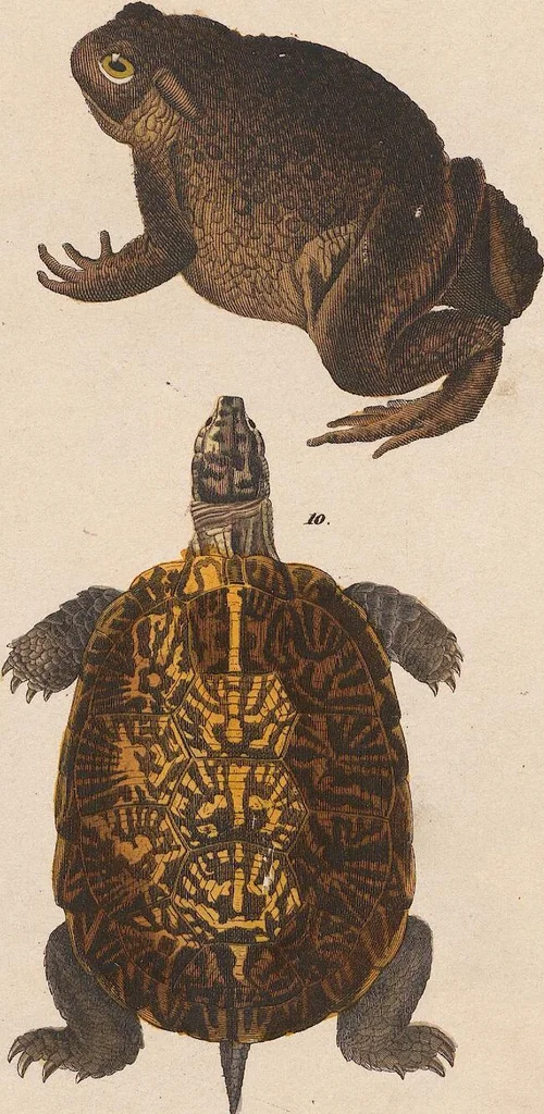 An illustration from Abbildungen zu Oken's Allgemeiner Naturgeschichte für alle Stände, 1843, leaf 271