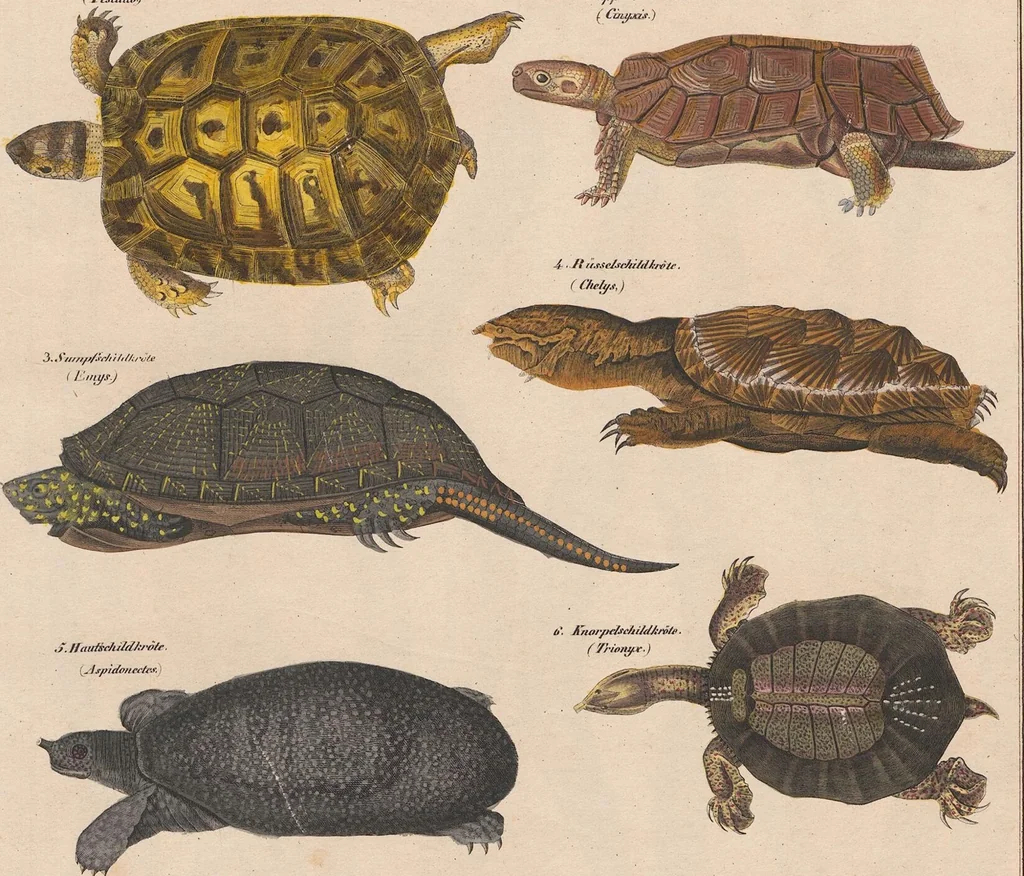An illustration from Abbildungen zu Oken's Allgemeiner Naturgeschichte für alle Stände, 1843, leaf 272
