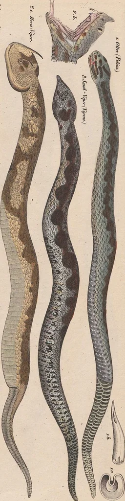 An illustration from Abbildungen zu Oken's Allgemeiner Naturgeschichte für alle Stände, 1843, leaf 274
