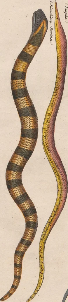 An illustration from Abbildungen zu Oken's Allgemeiner Naturgeschichte für alle Stände, 1843, leaf 275