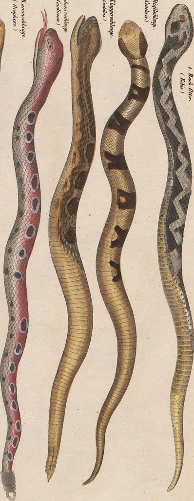 An illustration from Abbildungen zu Oken's Allgemeiner Naturgeschichte für alle Stände, 1843, leaf 275