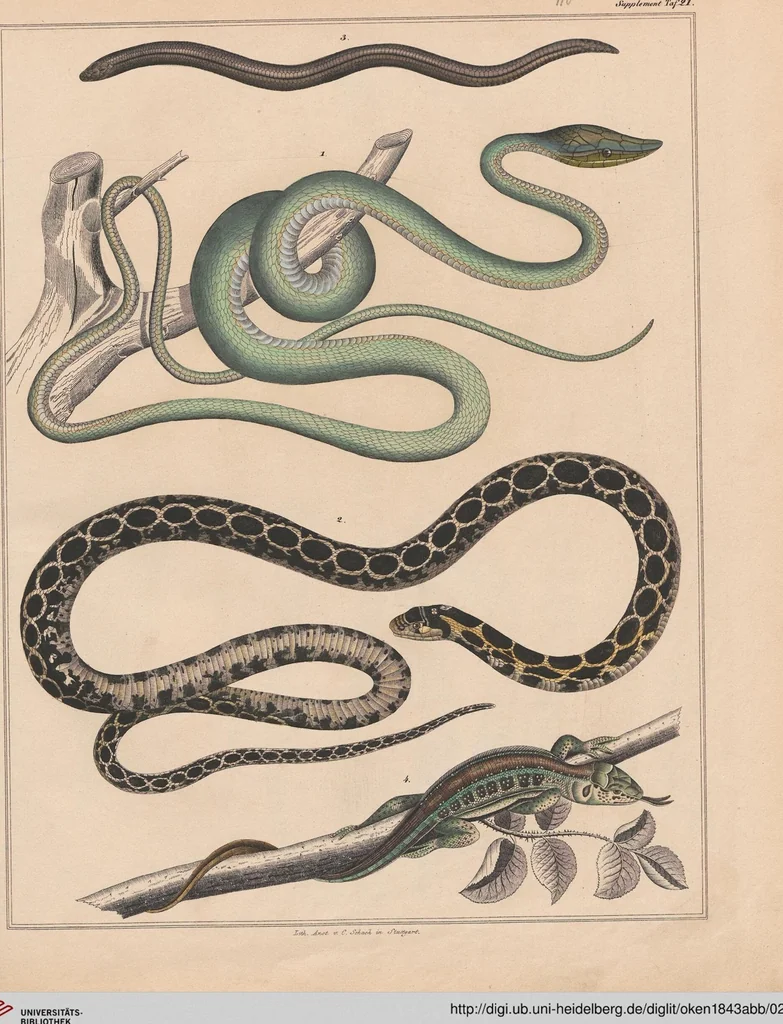 An illustration from Abbildungen zu Oken's Allgemeiner Naturgeschichte für alle Stände, 1843, leaf 276