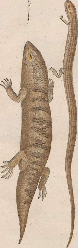 An illustration from Abbildungen zu Oken's Allgemeiner Naturgeschichte für alle Stände, 1843, leaf 277