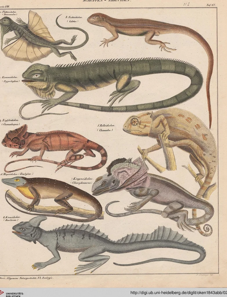 An illustration from Abbildungen zu Oken's Allgemeiner Naturgeschichte für alle Stände, 1843, leaf 278