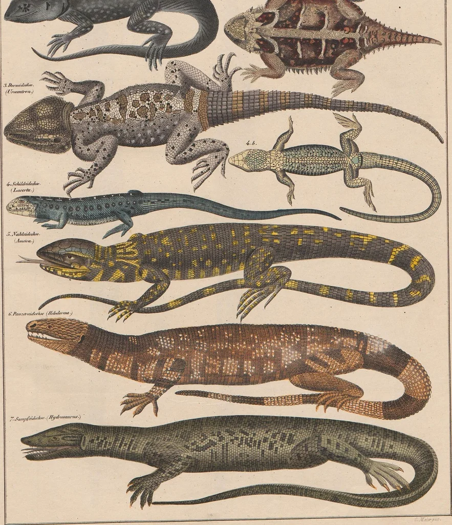 An illustration from Abbildungen zu Oken's Allgemeiner Naturgeschichte für alle Stände, 1843, leaf 279