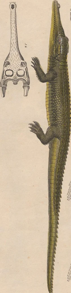 An illustration from Abbildungen zu Oken's Allgemeiner Naturgeschichte für alle Stände, 1843, leaf 280