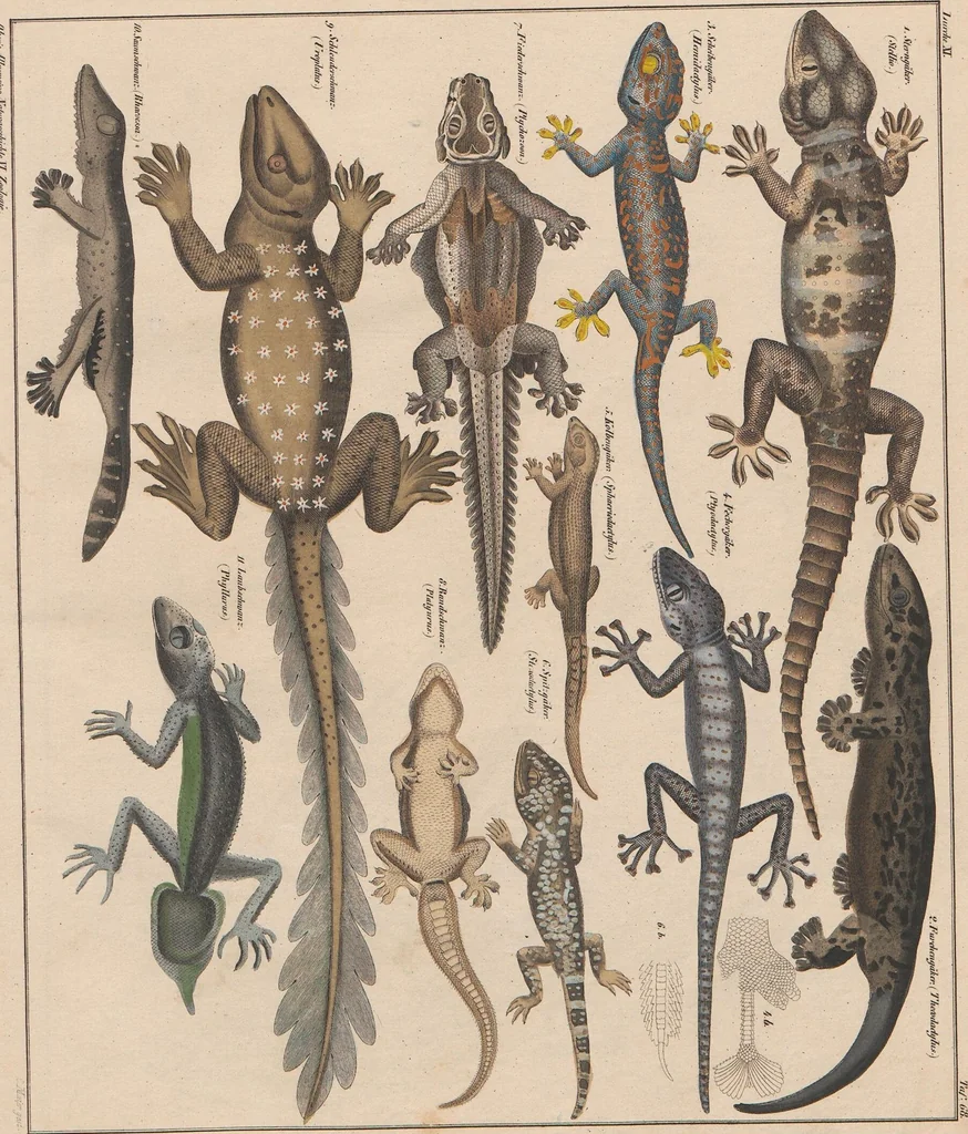 An illustration from Abbildungen zu Oken's Allgemeiner Naturgeschichte für alle Stände, 1843, leaf 281
