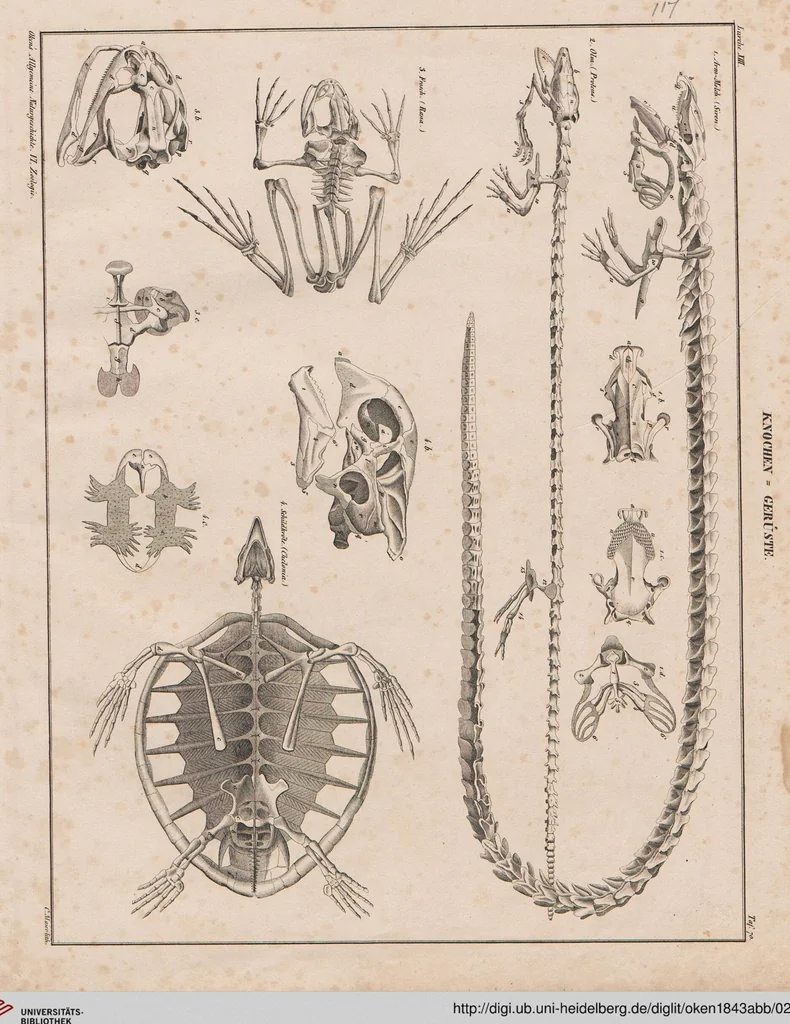 An illustration from Abbildungen zu Oken's Allgemeiner Naturgeschichte für alle Stände, 1843, leaf 283