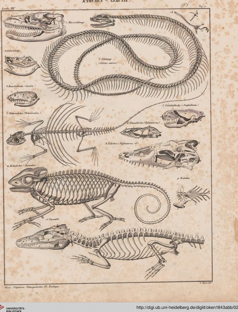 An illustration from Abbildungen zu Oken's Allgemeiner Naturgeschichte für alle Stände, 1843, leaf 284