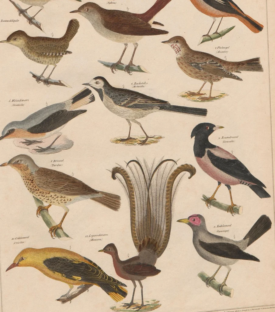 An illustration from Abbildungen zu Oken's Allgemeiner Naturgeschichte für alle Stände, 1843, leaf 285