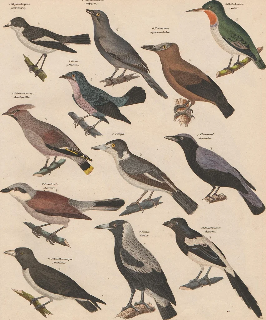 An illustration from Abbildungen zu Oken's Allgemeiner Naturgeschichte für alle Stände, 1843, leaf 287