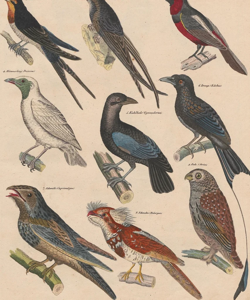 An illustration from Abbildungen zu Oken's Allgemeiner Naturgeschichte für alle Stände, 1843, leaf 288