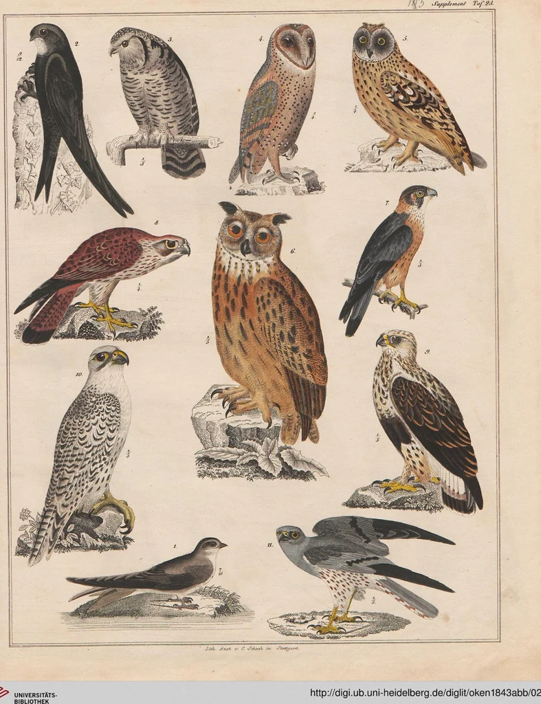 An illustration from Abbildungen zu Oken's Allgemeiner Naturgeschichte für alle Stände, 1843, leaf 289