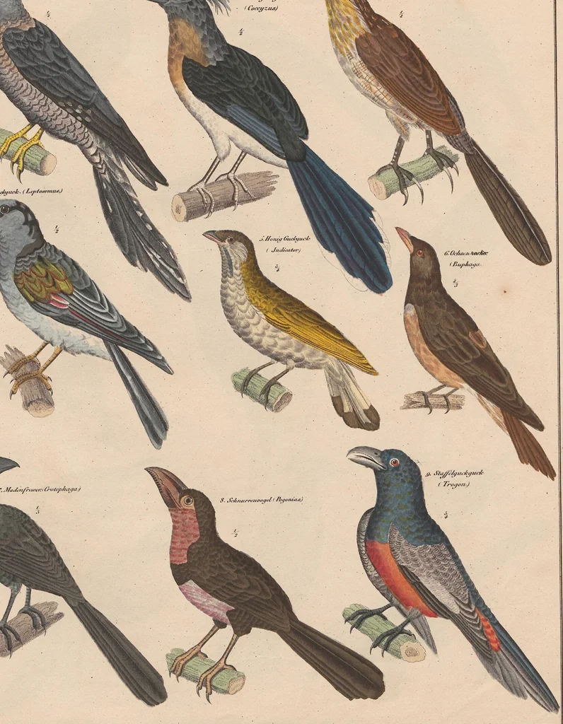 An illustration from Abbildungen zu Oken's Allgemeiner Naturgeschichte für alle Stände, 1843, leaf 293