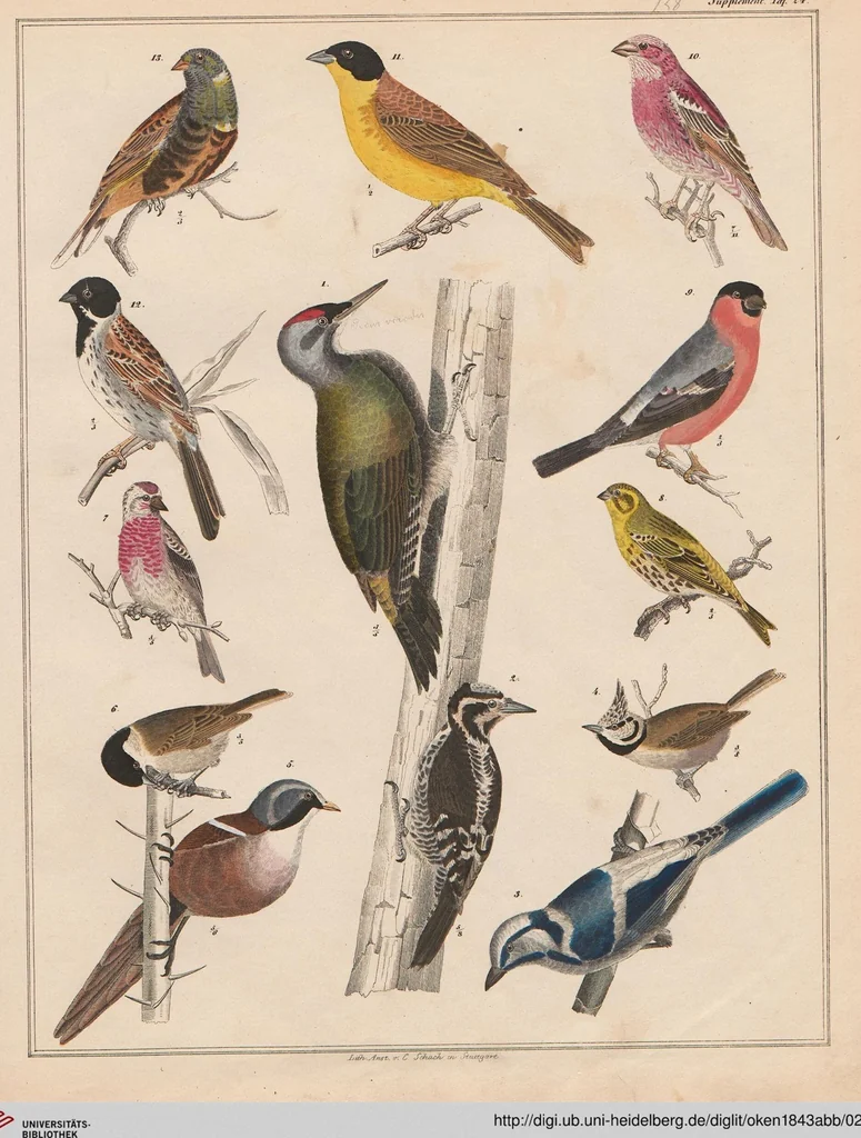 An illustration from Abbildungen zu Oken's Allgemeiner Naturgeschichte für alle Stände, 1843, leaf 294