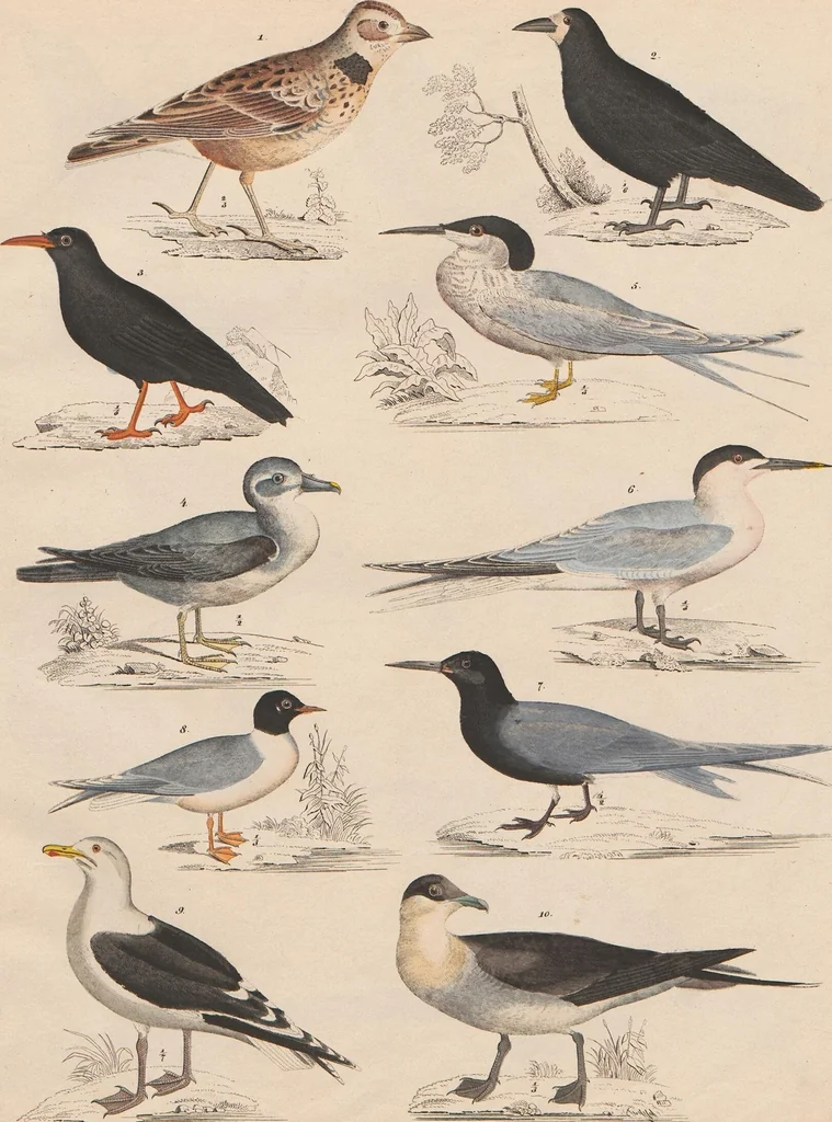 An illustration from Abbildungen zu Oken's Allgemeiner Naturgeschichte für alle Stände, 1843, leaf 296