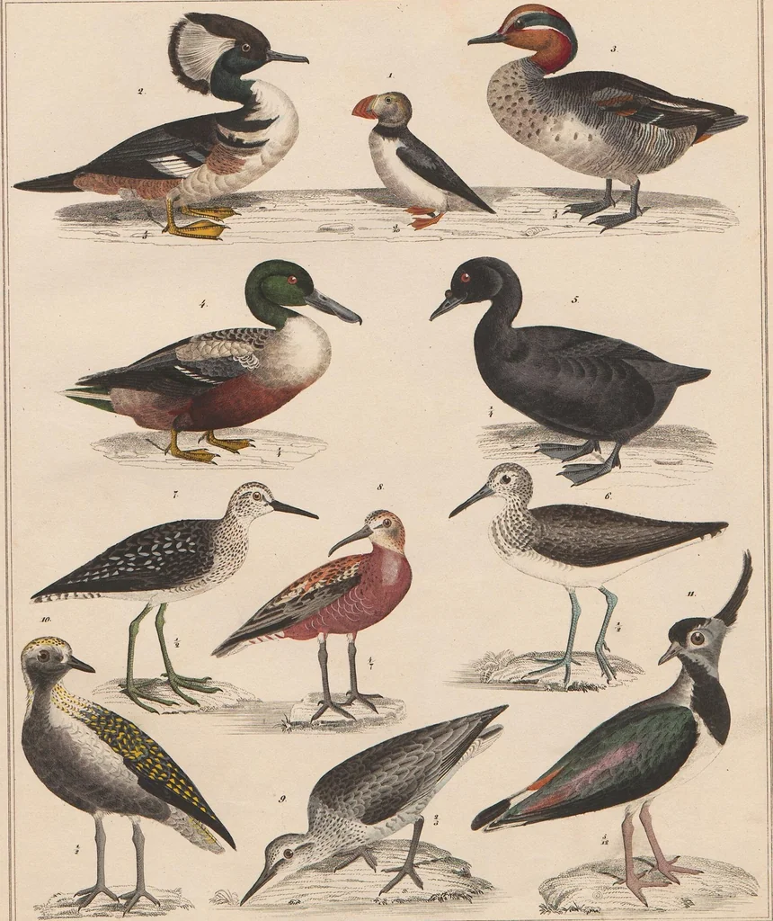 An illustration from Abbildungen zu Oken's Allgemeiner Naturgeschichte für alle Stände, 1843, leaf 300