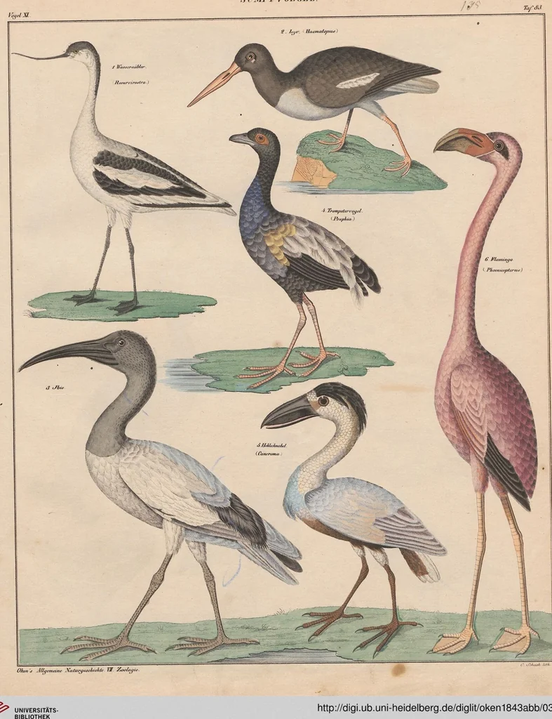 An illustration from Abbildungen zu Oken's Allgemeiner Naturgeschichte für alle Stände, 1843, leaf 301