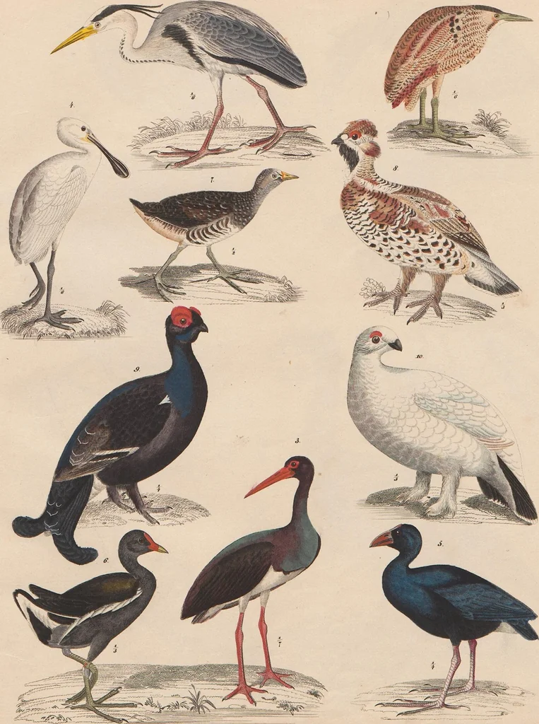 An illustration from Abbildungen zu Oken's Allgemeiner Naturgeschichte für alle Stände, 1843, leaf 302