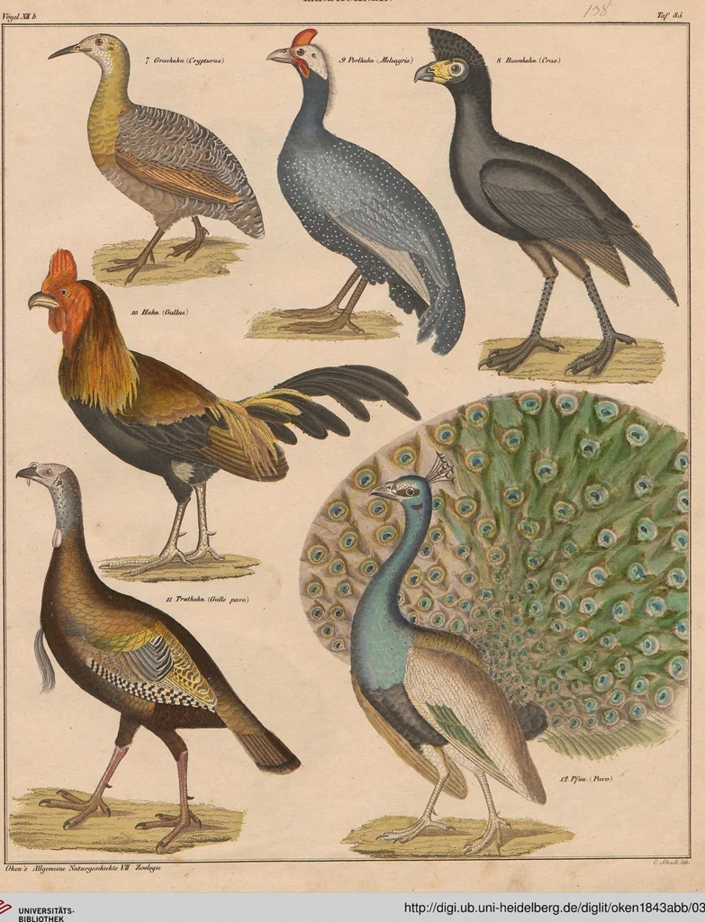 An illustration from Abbildungen zu Oken's Allgemeiner Naturgeschichte für alle Stände, 1843, leaf 304