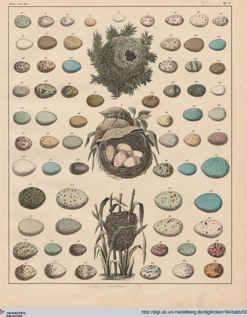 An illustration from Abbildungen zu Oken's Allgemeiner Naturgeschichte für alle Stände, 1843, leaf 306