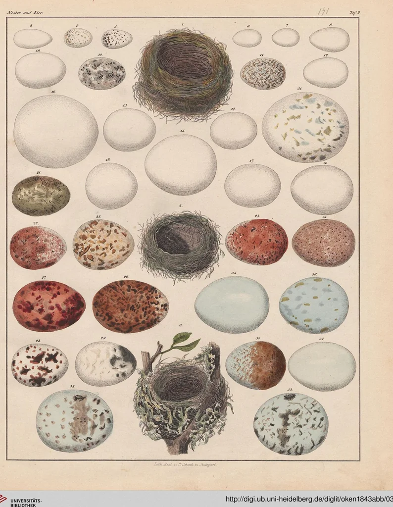 An illustration from Abbildungen zu Oken's Allgemeiner Naturgeschichte für alle Stände, 1843, leaf 307