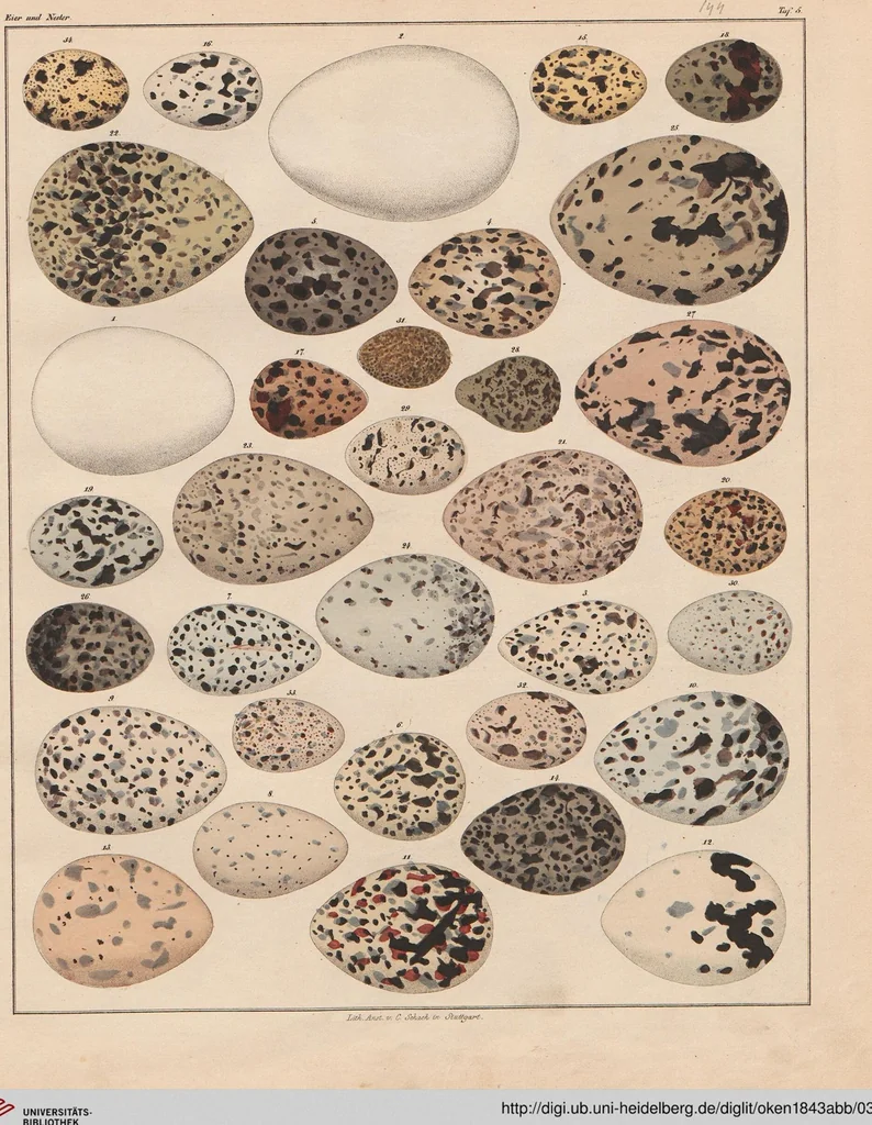 An illustration from Abbildungen zu Oken's Allgemeiner Naturgeschichte für alle Stände, 1843, leaf 310