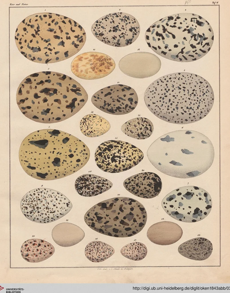 An illustration from Abbildungen zu Oken's Allgemeiner Naturgeschichte für alle Stände, 1843, leaf 311