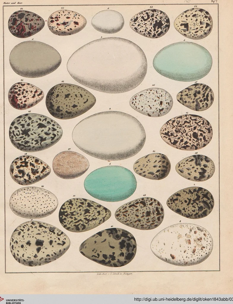 An illustration from Abbildungen zu Oken's Allgemeiner Naturgeschichte für alle Stände, 1843, leaf 312