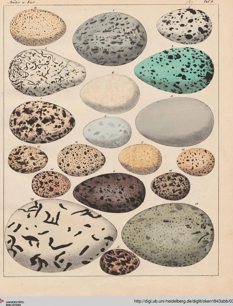 An illustration from Abbildungen zu Oken's Allgemeiner Naturgeschichte für alle Stände, 1843, leaf 313