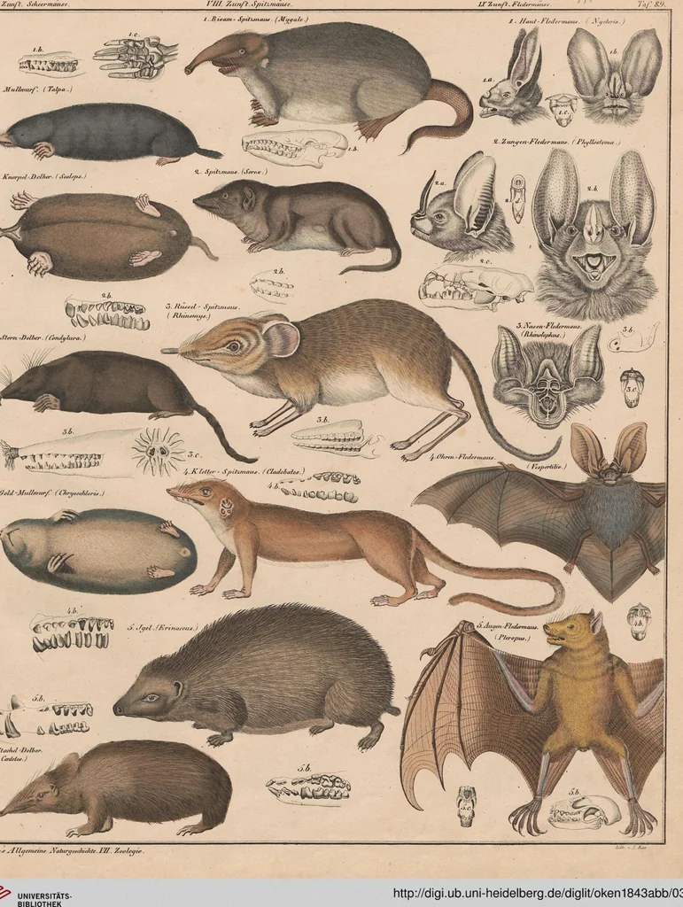 An illustration from Abbildungen zu Oken's Allgemeiner Naturgeschichte für alle Stände, 1843, leaf 317