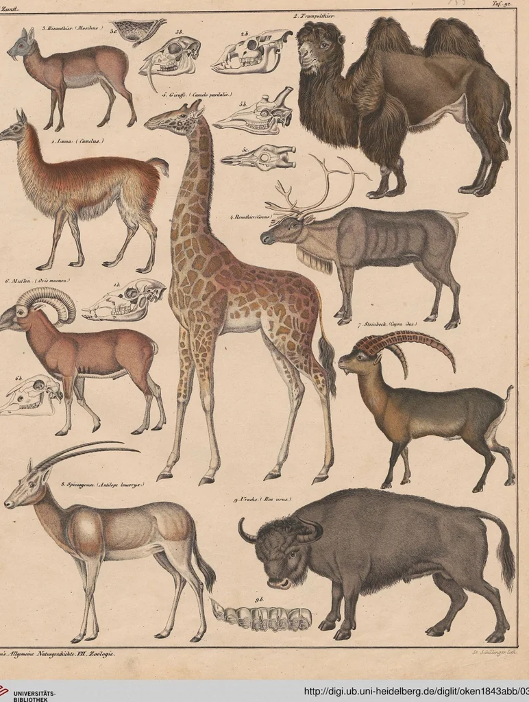An illustration from Abbildungen zu Oken's Allgemeiner Naturgeschichte für alle Stände, 1843, leaf 321