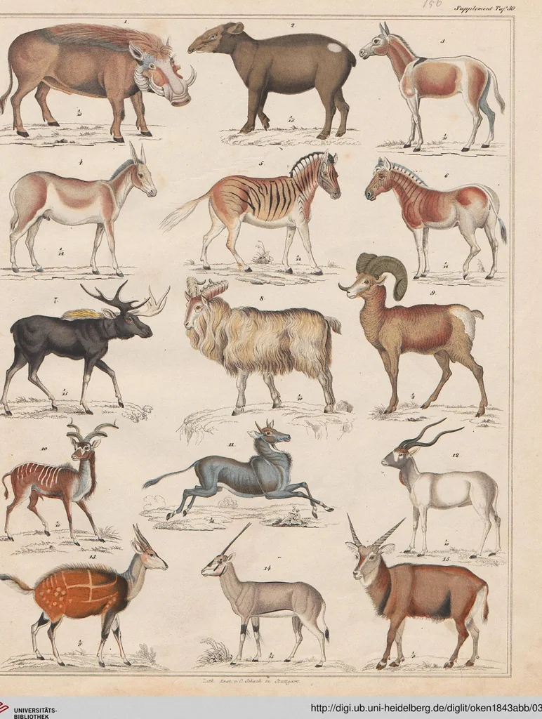 An illustration from Abbildungen zu Oken's Allgemeiner Naturgeschichte für alle Stände, 1843, leaf 322