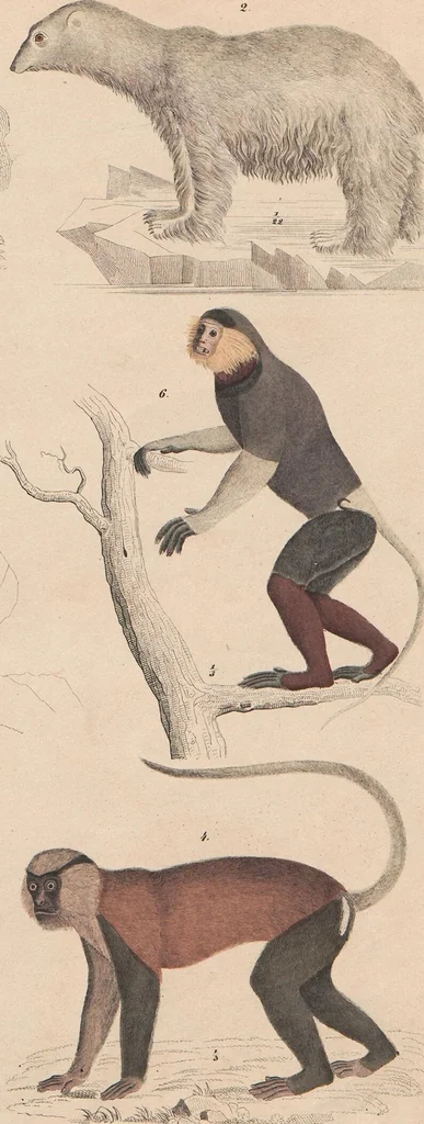 An illustration from Abbildungen zu Oken's Allgemeiner Naturgeschichte für alle Stände, 1843, leaf 326
