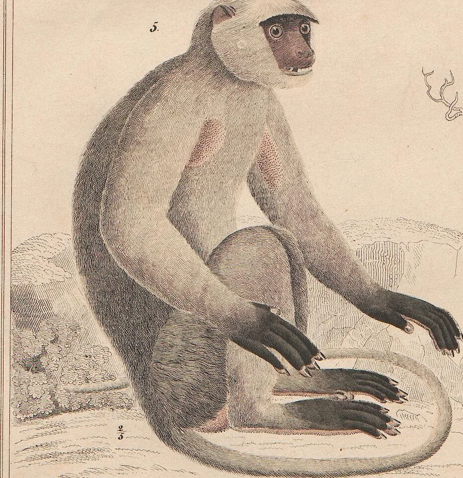 An illustration from Abbildungen zu Oken's Allgemeiner Naturgeschichte für alle Stände, 1843, leaf 326
