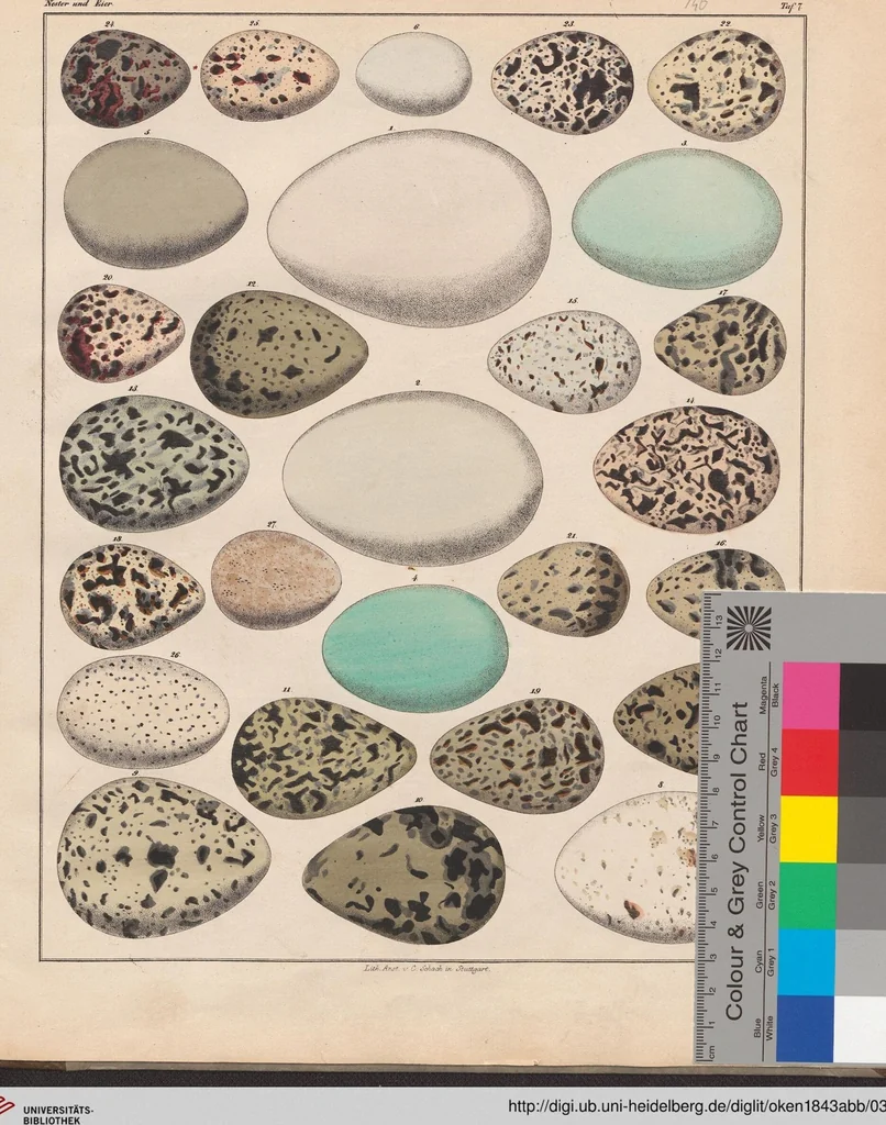 An illustration from Abbildungen zu Oken's Allgemeiner Naturgeschichte für alle Stände, 1843, leaf 333