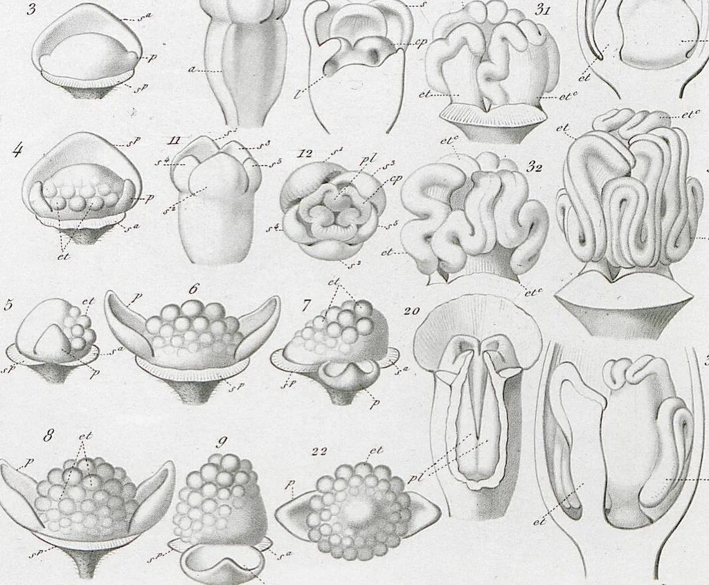 An illustration from (Band 2): Atlas, 1857, leaf 104