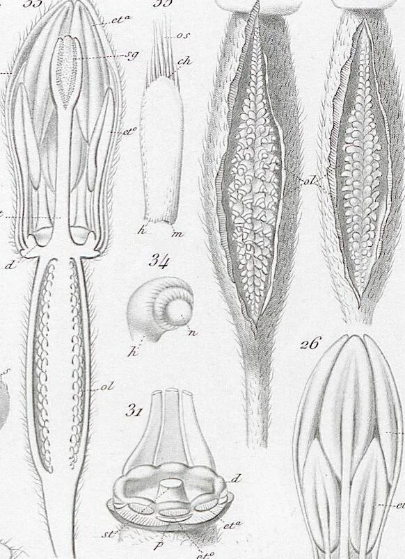 An illustration from (Band 2): Atlas, 1857, leaf 106