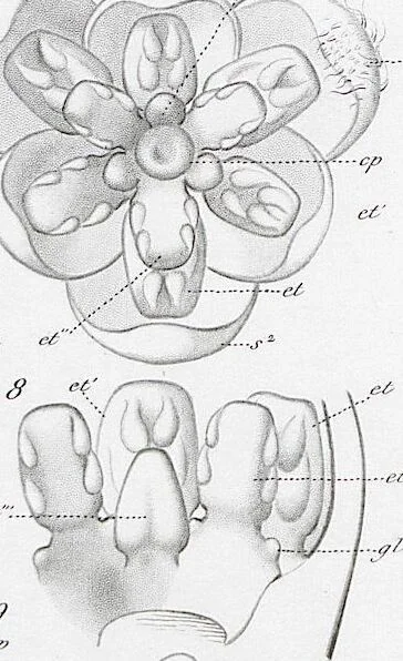 An illustration from (Band 2): Atlas, 1857, leaf 108