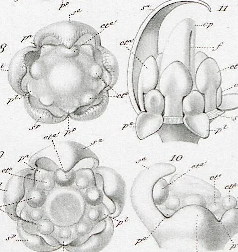 An illustration from (Band 2): Atlas, 1857, leaf 116