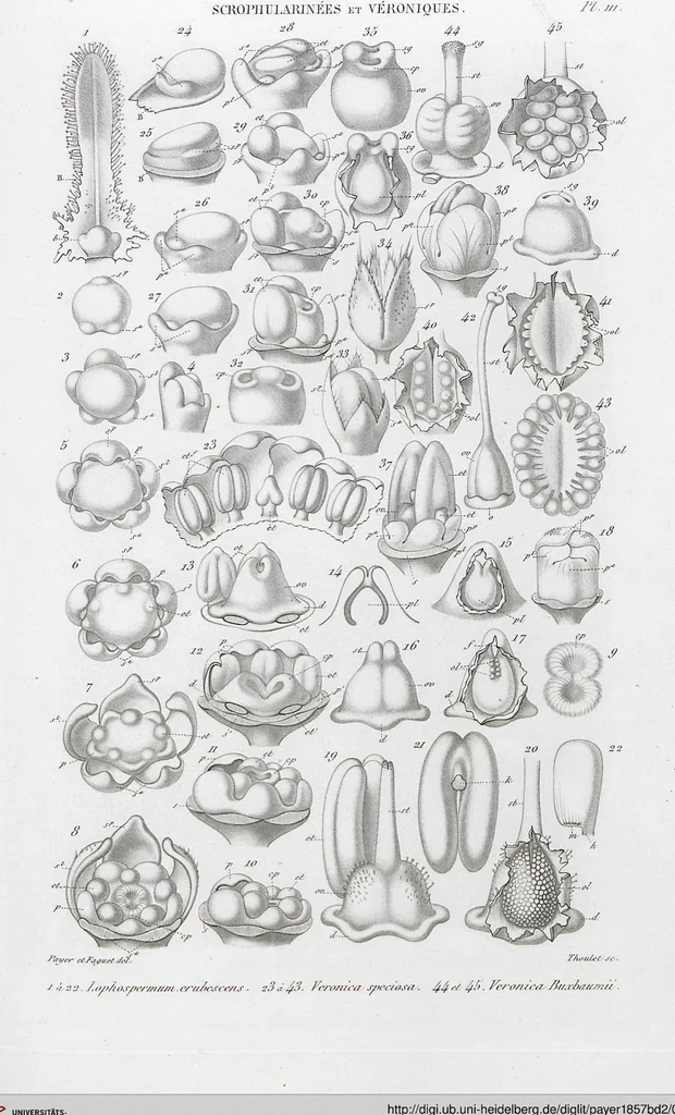 An illustration from (Band 2): Atlas, 1857, leaf 123