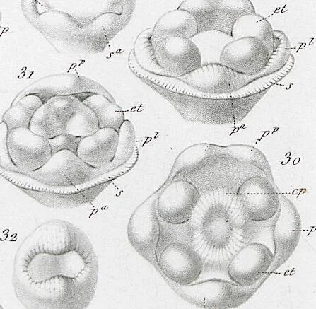 An illustration from (Band 2): Atlas, 1857, leaf 126