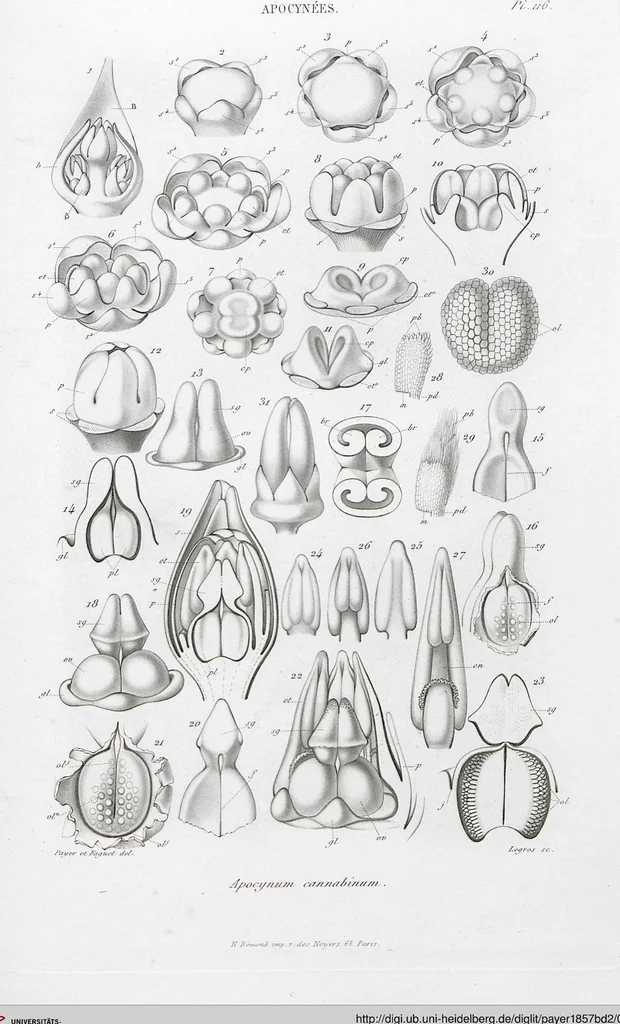 An illustration from (Band 2): Atlas, 1857, leaf 128
